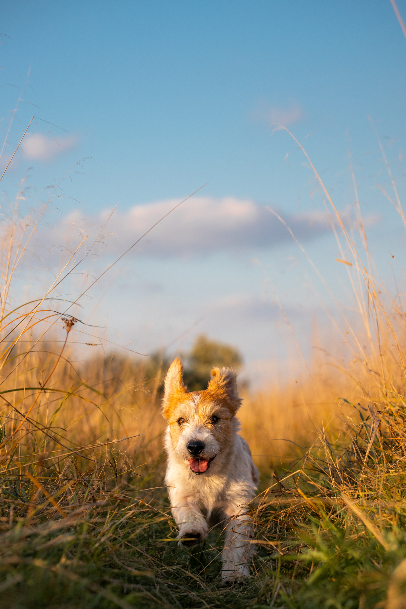 dog boarding greencastle pa