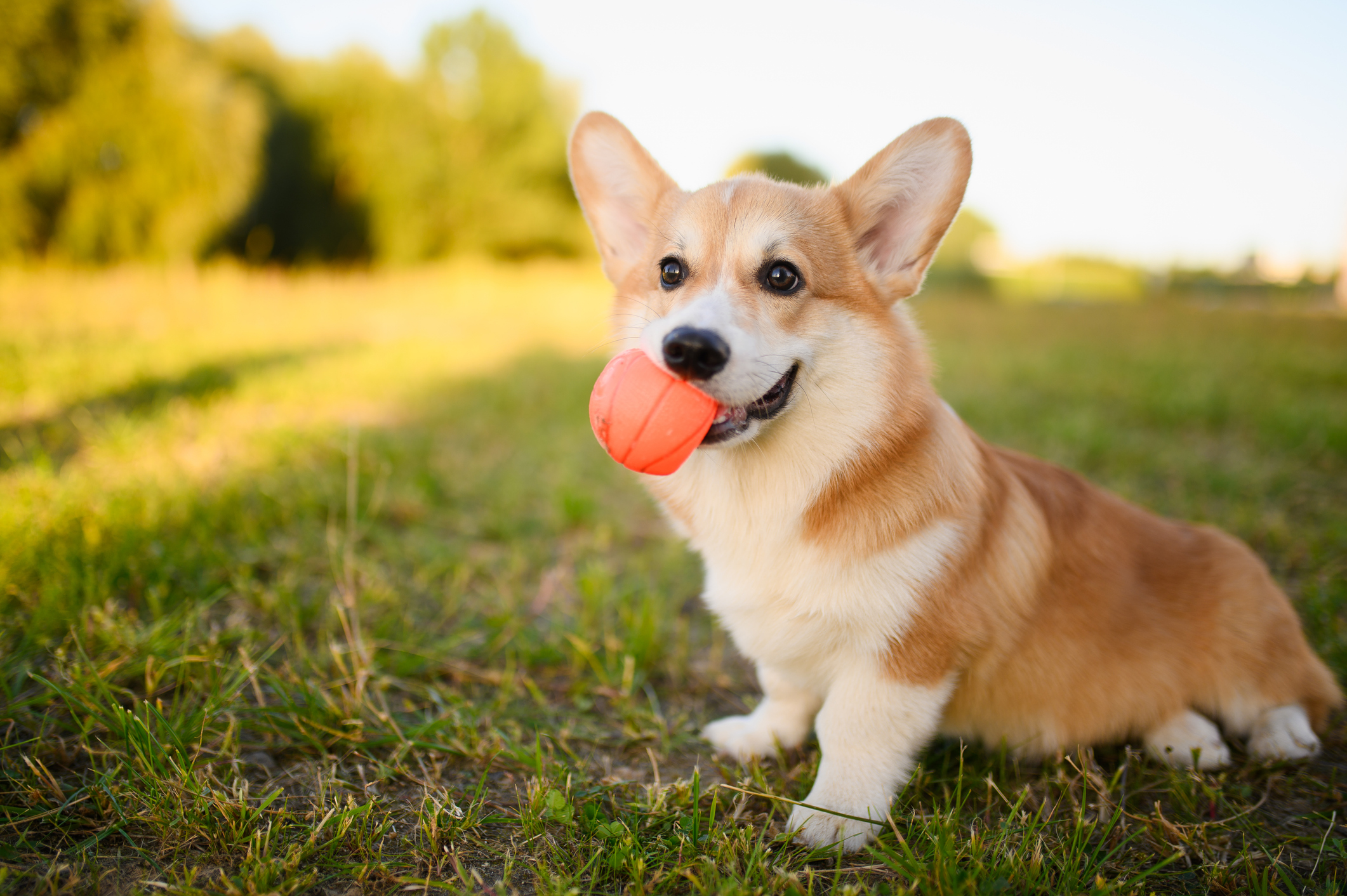 dog daycare greencastle pa