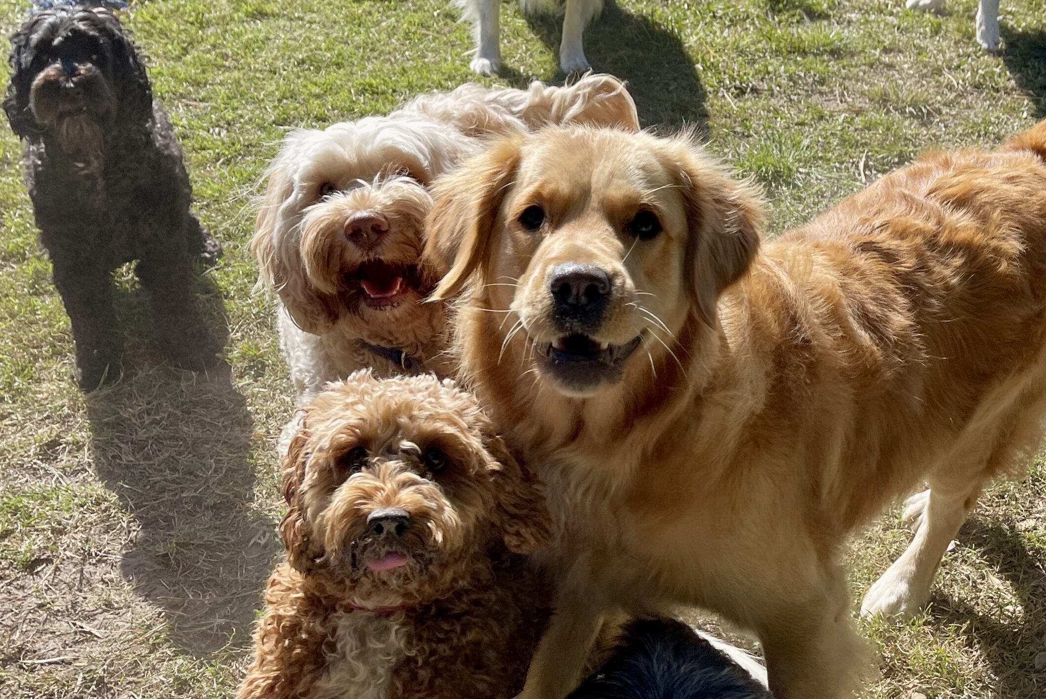 dog daycare greencastle pa