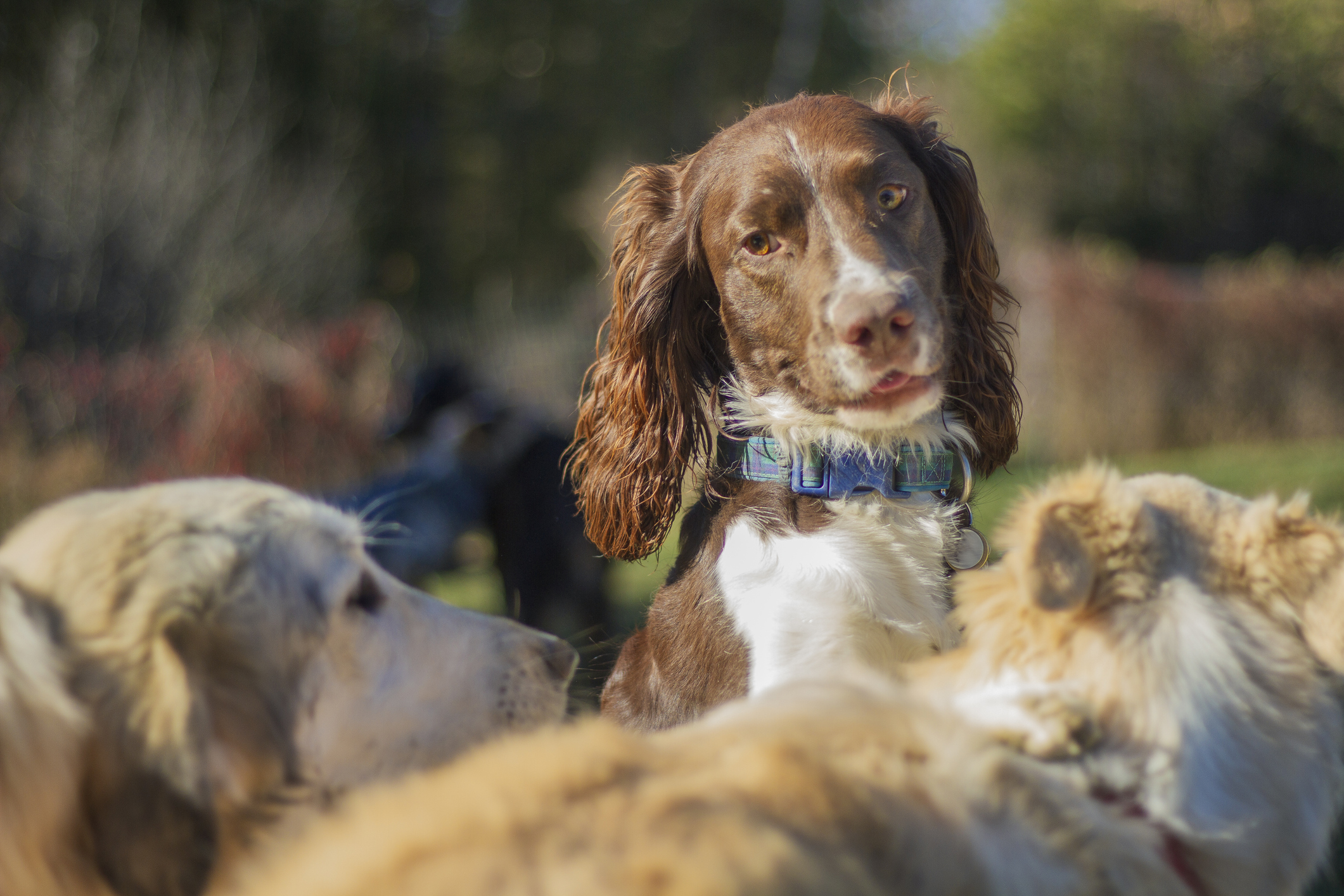 dog daycare greencastle pa