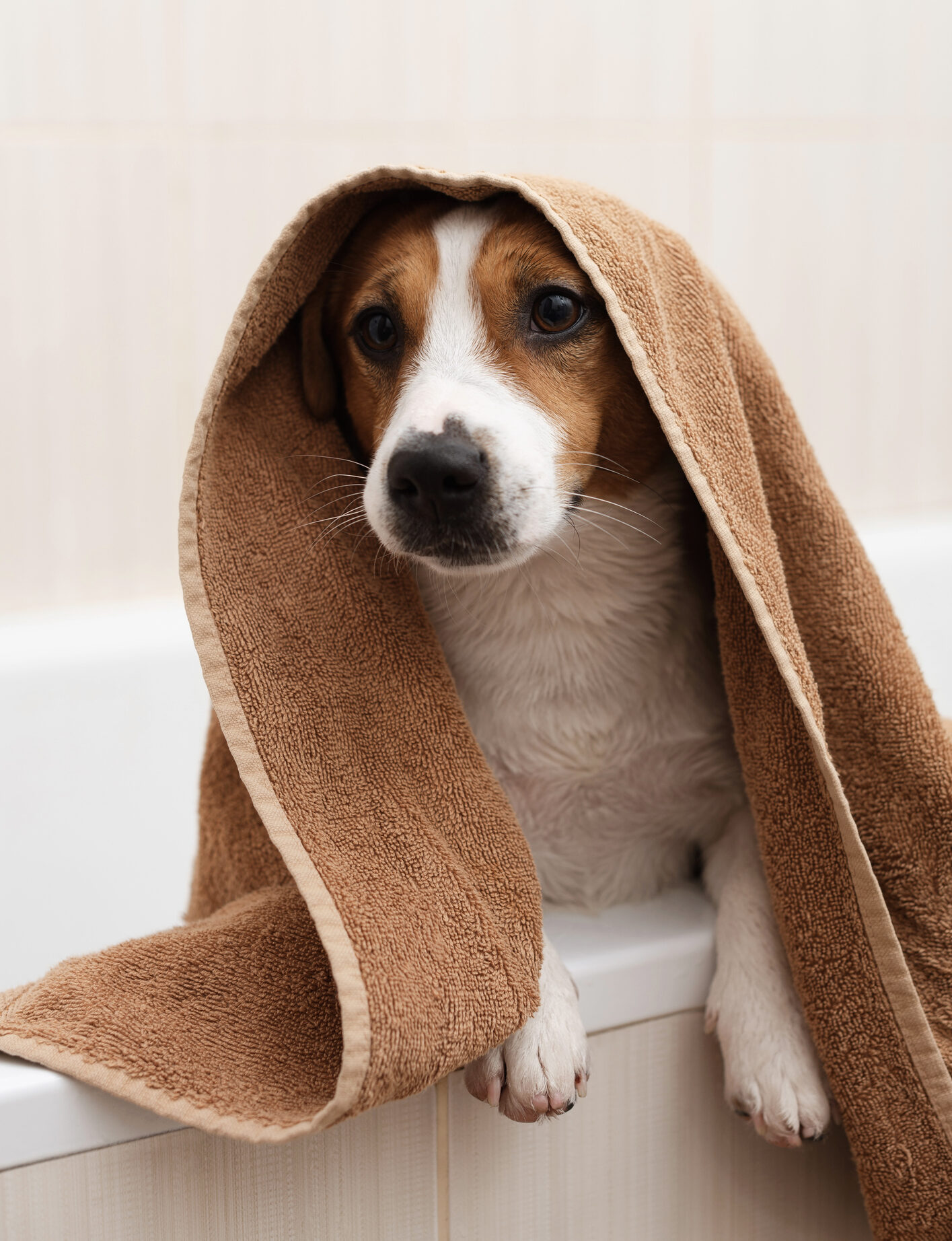 dog bathing greencastle pa