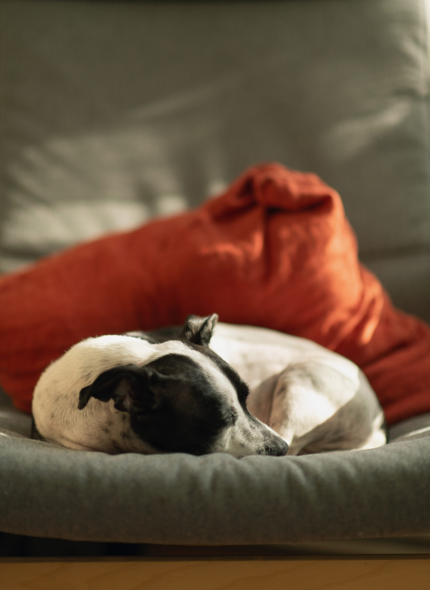 dog boarding greencastle pa